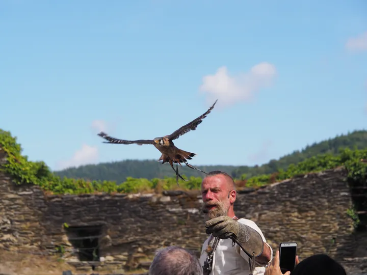 Roofvogelshow in Château de La Roche-en-Ardenne (België)